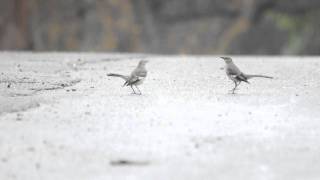 Northern Mockingbird  Mimus polyglottos Territorial Dance [upl. by Kenon]