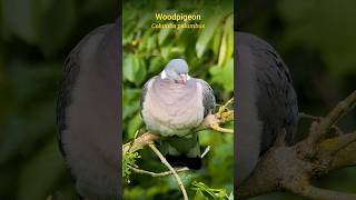 Nature Sounds  The Wood Pigeons relaxing call shorts [upl. by Nilerual139]