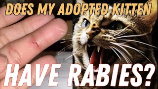 OMG My New Kitten Bit Me Am I DYING from RABIES 😱 [upl. by Econah]