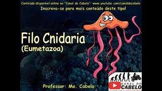 ZOOLOGIA FILO CNIDARIA METAZOA EUMETAZOA RESUMÃO BIOLOGIA CICLOS DE VIDA E MUITO MAIS [upl. by Siderf]