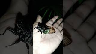 Tonggeret pada malam hari  cicadas [upl. by Ramso]