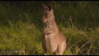 Eastern Grey Kangaroo Macropus giganteus [upl. by Heall401]