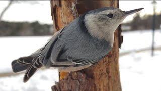 ASMR Log Feeder  Nuthatch Chickadees Titmice Darkeyed Juncos Woodpeckers [upl. by Gayn]