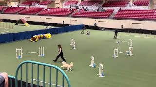 Goldendoodle Agility AKC [upl. by Nil948]