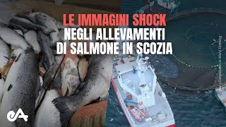 immagini shock indagine negli allevamenti di salmoni in Scozia  Essere Animali [upl. by Arahsat]