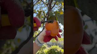 Harvesting persimmon [upl. by Seek858]