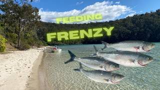 Hot Estuary Session On Pambula River Salmon Feeding Frenzy Shimano Miravel 1000 Tested💪🎣 [upl. by Sibylle]