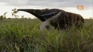 Giant Anteater Sound [upl. by Nylyaj397]