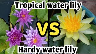 Difference Between Tropical Water Lily And Hardy Water Lily 😲😱 waterlilyplant waterlily [upl. by Einwahs]