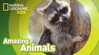 Raccoon  Amazing Animals [upl. by Maillij]