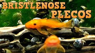 Bristlenose Plecos Keeping Feeding Breeding [upl. by Hasty]