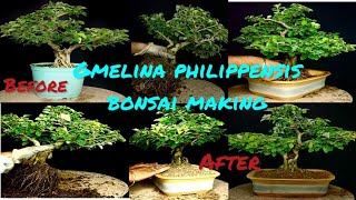 How to make gmelina philippensis bonsai tree gmelina philippensis bonsai maintenance [upl. by Aicil]