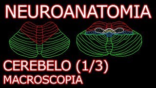 Aula Neuroanatomia  Cerebelo Visão Geral e Macroscopia  Neuroanatomia Humana 81 [upl. by Atteynad]