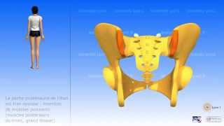 Le bassin os coxal os iliaque sacrum coccyx bassin féminin et bassin masculin [upl. by Alathia]