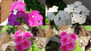 Best phlox seeds [upl. by Asiil265]