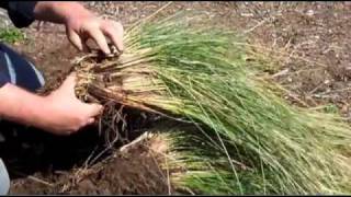 Dividing Evergreen Grasses [upl. by Ayatnahs819]