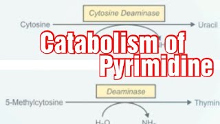 Catabolism of Pyrimidine Biochemistry  Pyrimidine degradation pathway [upl. by Lambard]