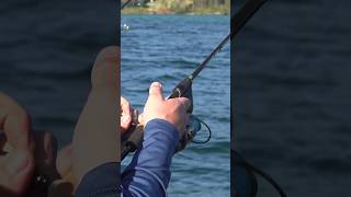 Whitefish on Flathead Lake bluecreekoutdoors outdoors fishing laketrout montana fish [upl. by Bohman535]