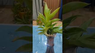 How to care Callisia fragrans plant 🌿🍀youtubeshorts ytshorts viral shorts plants [upl. by Siladnerb]