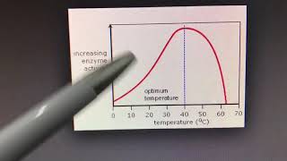 العوامل المؤثرة على فعالية الانزيمات Factors Affecting the rate of Enzyme Reactions [upl. by Kwan806]