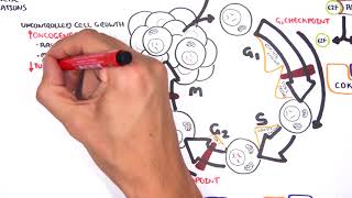 Oncogenetics  Mechanism of Cancer tumor suppressor genes and oncogenes [upl. by Spillar406]