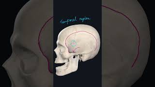 Temporal Region  Boundaries  Communication shorts Anatomy mbbs education [upl. by Coral]