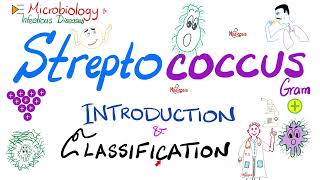 Streptococci  Introduction and Classification Group A Group B Group D  Microbiology 🧫 [upl. by Sirac]