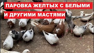 Особенности паровки бакинских голубей с другими породами бойных голубей Если спаровать почтаря с б [upl. by Sirrot]