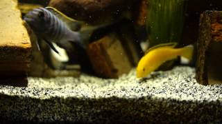 Cynotilapia Afra amp Labidochromis Caeruleus [upl. by Norraj]