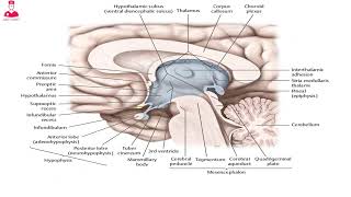 Diencephalon  thalamus hypothalamus and epithalamus [upl. by Berthold]