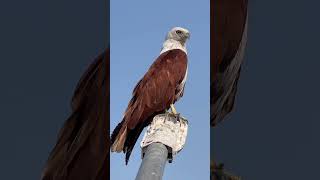 The Brahminy Kite  Exploring the Beauty of Coastal Raptors [upl. by Paviour]