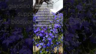 Lobelia in piena fioritura ✅lobeliaplants gardening nature garden [upl. by Steinberg]