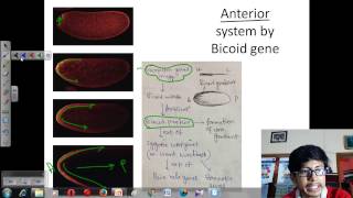 Drosophila development [upl. by Babby]