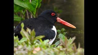 Herefordshire Ornithological Club [upl. by Ecnarrat]