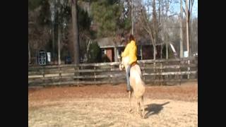 stats first goodbar first ride in over 3 yrs AQHA cremello stallion [upl. by Yrruc514]