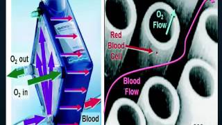 ECMO Overview 04042016 [upl. by Tessie]