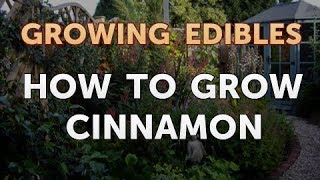 How to Grow Cinnamon [upl. by Wickner324]