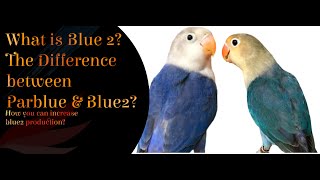 What is Blue 2  How blue 2 works   Difference between Blue 2 and parblue [upl. by Naujek]