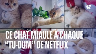 Ce chat qui miaule à chaque “Tudum” devient tellement viral qu’il a fait réagir Netflix [upl. by Naihs]