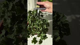 I prune geraniums before winter using the max 20 method [upl. by Cruce297]