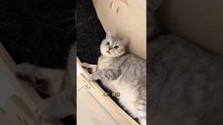 y so relatable 😪 cat fatcatbeats fatcatcaravan cats catsoftiktok catvideos funny shortsvideo [upl. by Plantagenet]