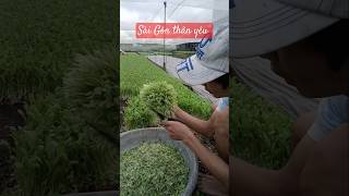 Trồng rau giữa Sài Gònlamvuon gardening trongrau farming farm garden [upl. by Lazos]