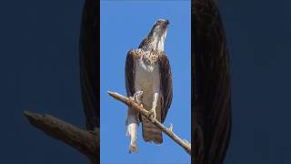 Eagle waiting for attack🧐🤫 httpswwwyoutubecomRKhr9ip [upl. by Aniluap8]