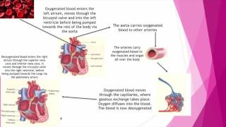 GCSE PE – Lesson 16  How the cardiovascular amp respiratory systems work together [upl. by Nairrod337]