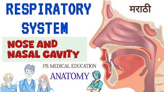 NOSE AND NASAL CAVITY RESPIRATORY SYSTEM ANATOMY AND PHYSIOLOGY  GNM 1ST YEAR CLASSES [upl. by Htaras463]