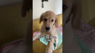 Trust me mom 🐕🙆🏻‍♀️ zoomies dog dogmemes apt song [upl. by Adniralc]