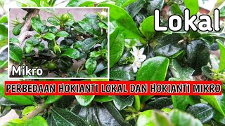 Perbedaan Hokianti Lokal Dan Hokianti Mikro  Carmona Retusa [upl. by Horodko832]