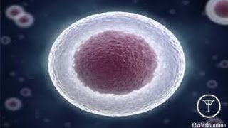 Stem Cell Breakthrough The Cure For Everything [upl. by Ennovehc176]