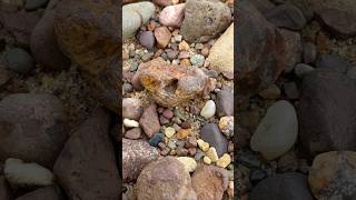 Limonite Stained LSA agate rockhounding rocks nature [upl. by Ahsoyem]