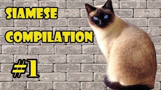 Funny Siamese Cat Compilation 2018 1  The FUNNIEST CAT videos [upl. by Ynnavoeg]